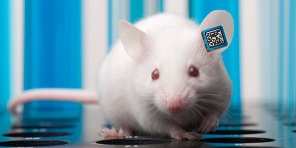 mouse ear tags, RapID Tags, lab animal, animal ID, rodent tag, automated ear tags
