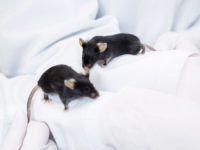 Understanding the Definition Of Humane