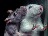 Why Researchers Need to Control Genetic Contamination