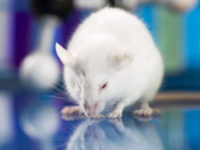 Primer On Rodent Handling & Identification