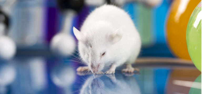 Primer On Rodent Handling & Identification | RapID Lab | Automated Lab