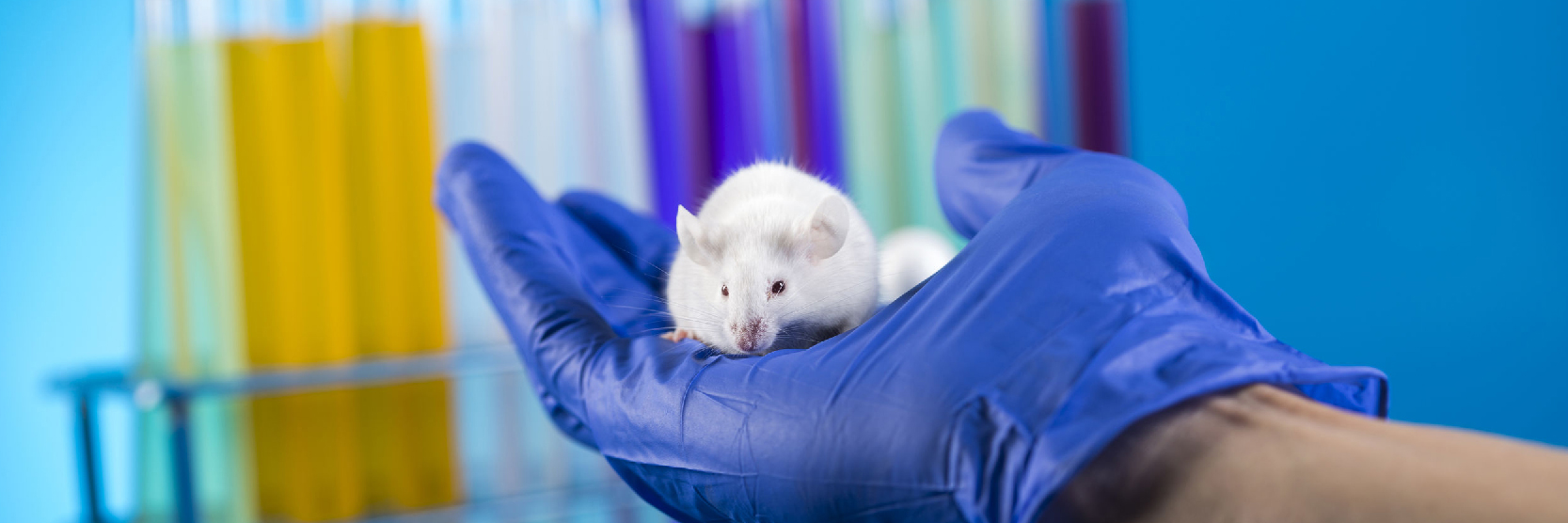 Primer On Rodent Handling & Identification | RapID Lab | Automated Lab