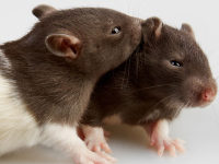 Are Mice the Best Choice in a Lab?
