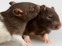 Are Mice the Best Choice in a Lab?