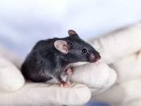 The Necessity of Lab Animal Testing