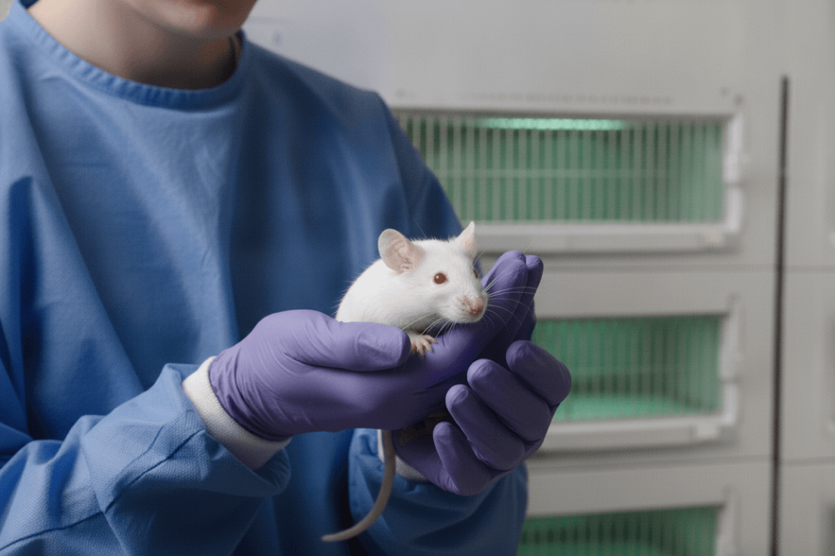 In a brightly lit vivarium, a technician in a blue gown and purple gloves holds a calm white mouse in cupped hands in front of a cage rack, the moment at which an identity is read from the animal and a reading error can enter the record.